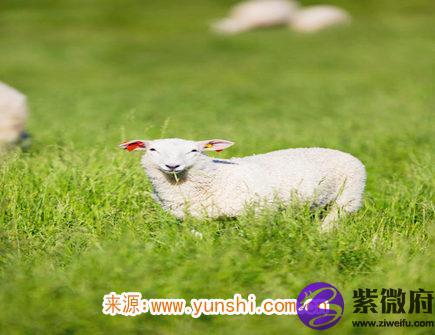 属羊人的财神方位
