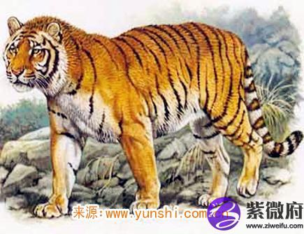 2021年属虎人的财神方位