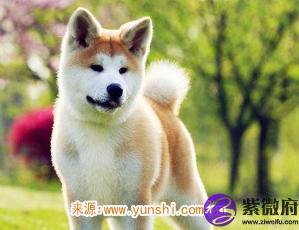 如何讨属狗女生的喜欢
