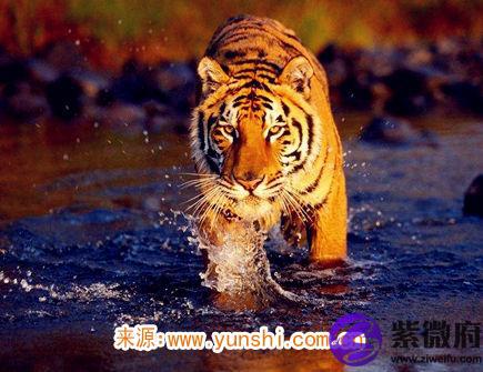 属虎男喜欢什么样的女人