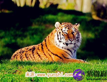 属虎男生的恋爱特点