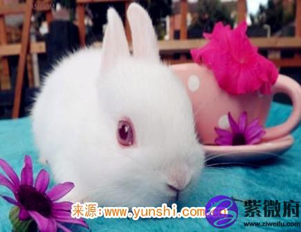 属兔男生的恋爱特点