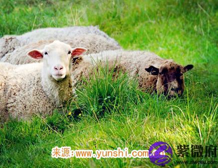 属羊男生的恋爱特点
