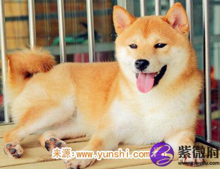 属狗男生的恋爱特点
