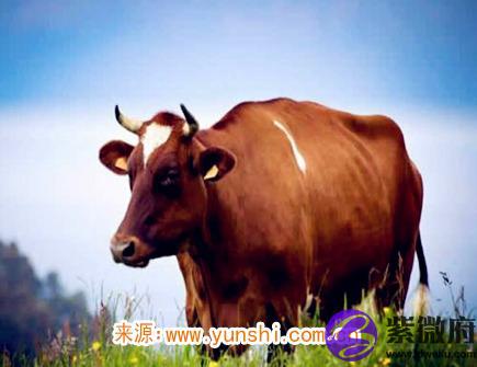 属牛男生的恋爱特点