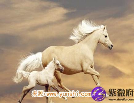 属马的缺点有哪些