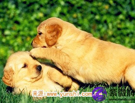 属狗的缺点有哪些