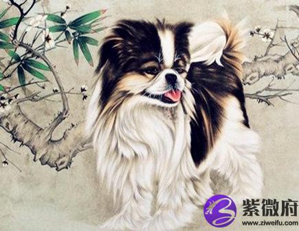属狗人出生日的命运