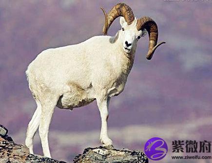 属羊女对待感情的态度