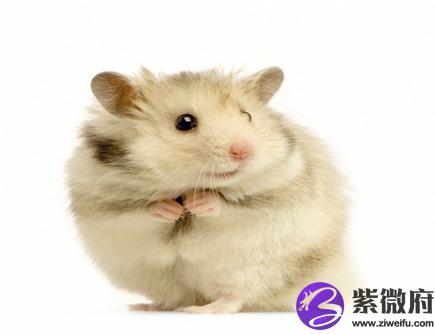属鼠人出生月的命运