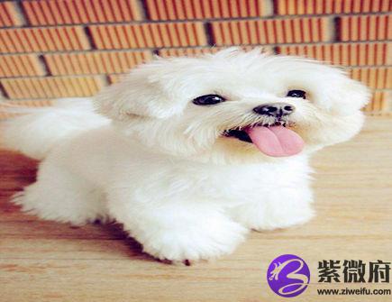 属狗招财必备的法宝