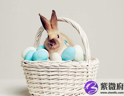 属兔佩戴什么旺财
