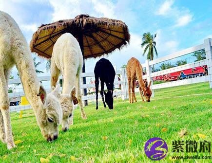 属羊招财必备的法宝