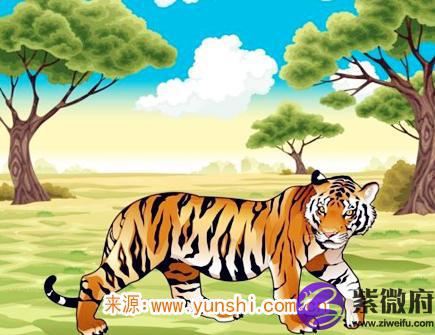 属虎最吸引人的地方