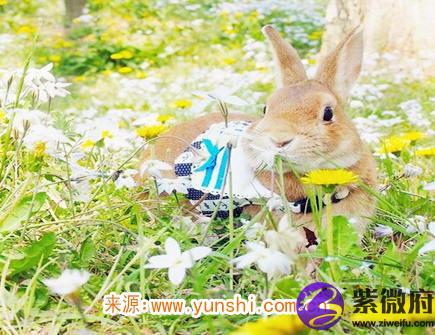 属兔最吸引人的地方
