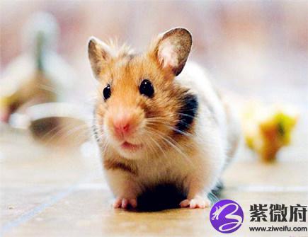 属鼠2020年会遇到哪些灾难