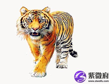 属虎2020年会遇到哪些灾难