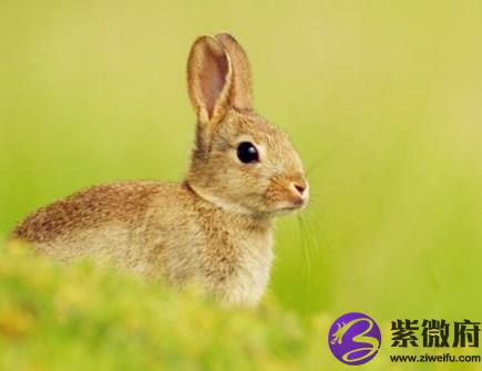属兔2020年会遇到哪些灾难