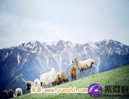 属羊2020年会遇到哪些灾难