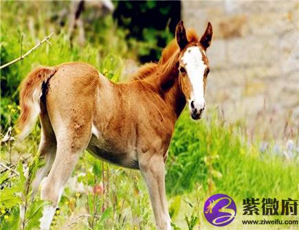 属马人2021年结婚好吗