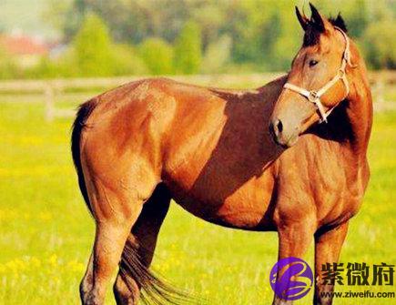 2021年属马财运如何