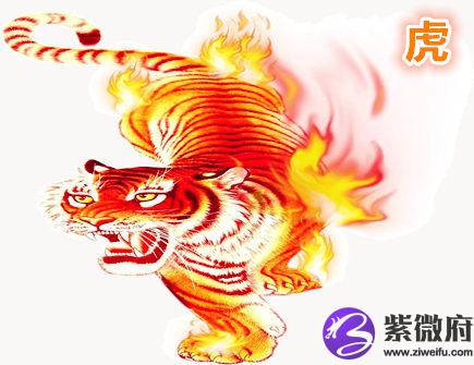 属虎女人的感情弱点
