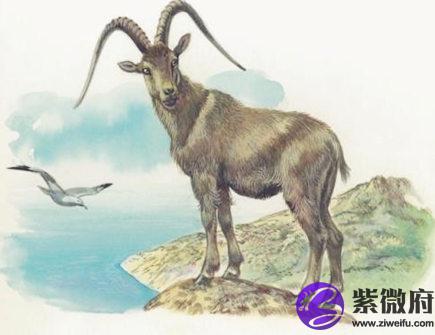 属羊女人的感情弱点