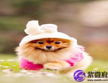 属狗女人的感情弱点