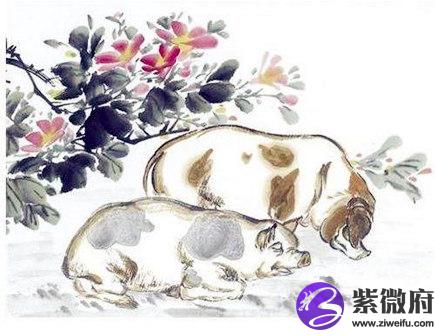 属猪女人的感情弱点