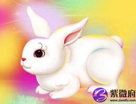 属兔男人的感情弱点