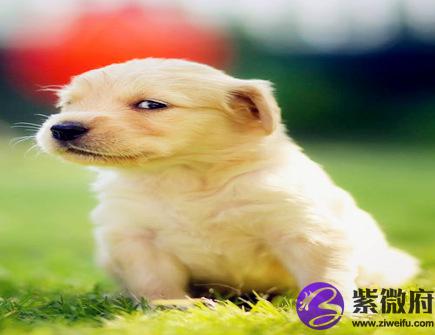 属狗男人的感情弱点