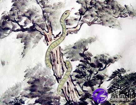 属蛇人家里养什么植物好