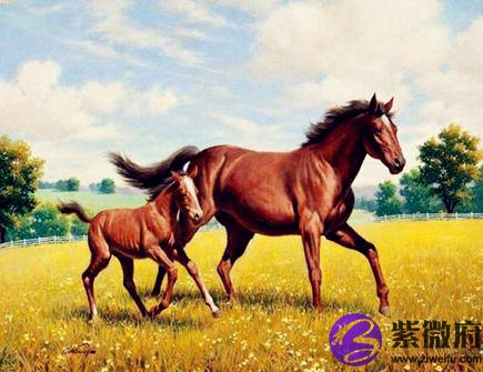 属马人家里养什么植物好