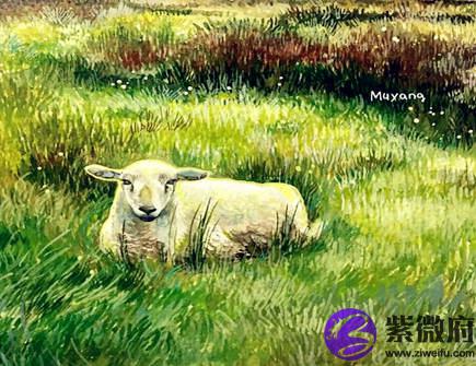 属羊人家里养什么植物好