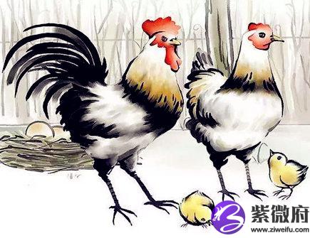 属鸡人家里养什么植物好