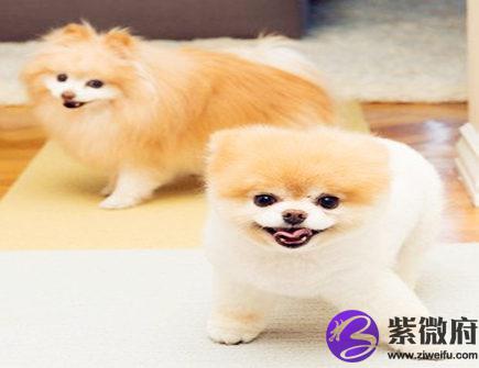 属狗人家里养什么植物好