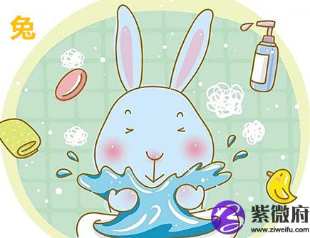 属兔人家里摆放什么好