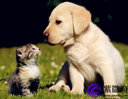 属狗人家里摆放什么好
