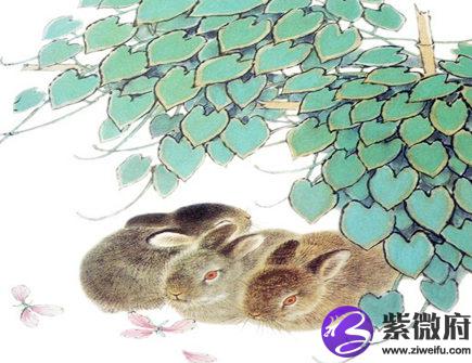 属兔人养鱼有什么讲究