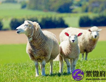 属羊人养鱼有什么讲究