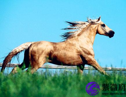 属马人养鱼有什么讲究