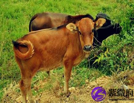 属牛人家里摆放什么好