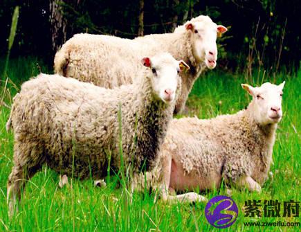 属羊的本命佛是什么
