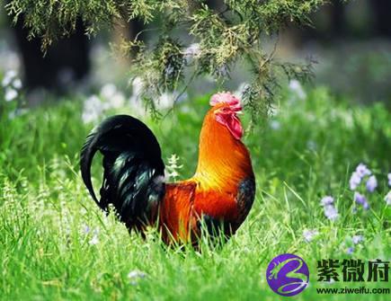 属鸡的本命佛是什么
