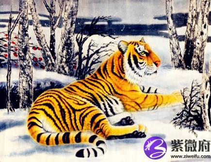属虎人养鱼有什么讲究