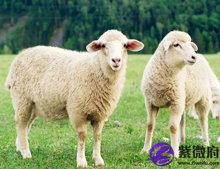 生肖羊哪个月份最好