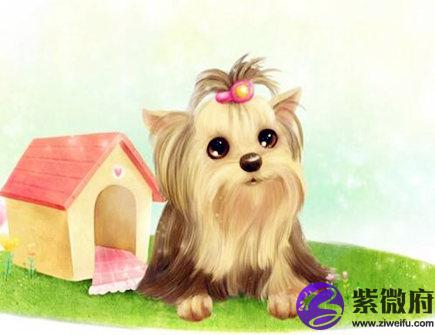 生肖狗哪个月份最苦