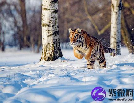 属虎的本命佛是什么