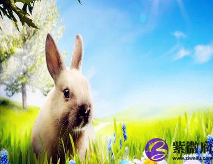生肖属兔的人长相如何