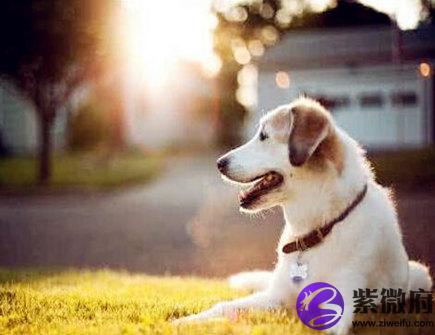 生肖属狗的人长相如何